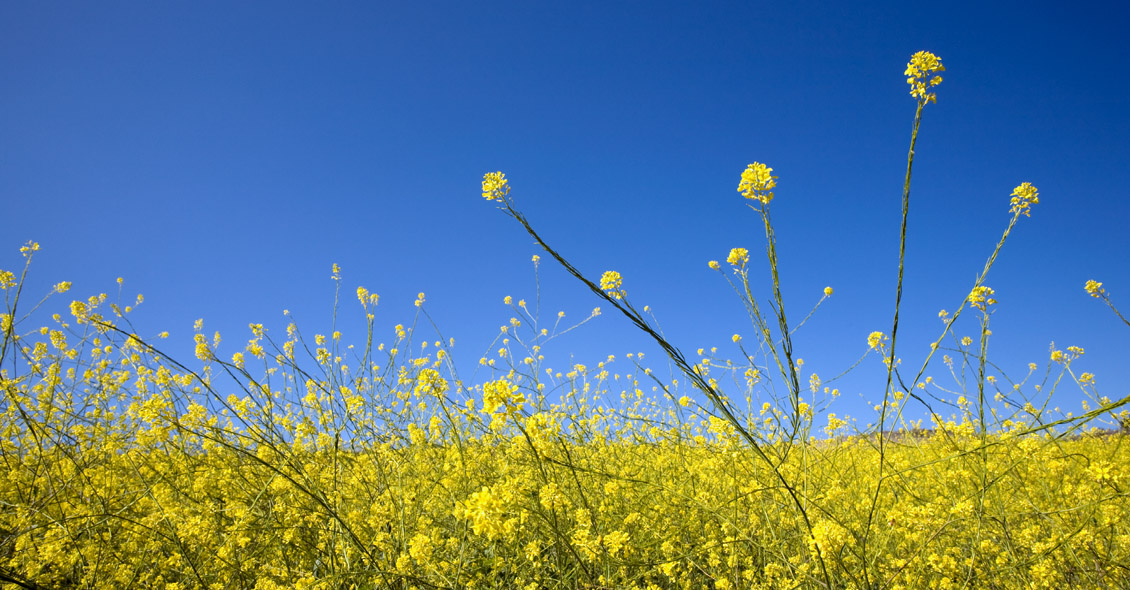 Quest Diagnostics Allergy Testing